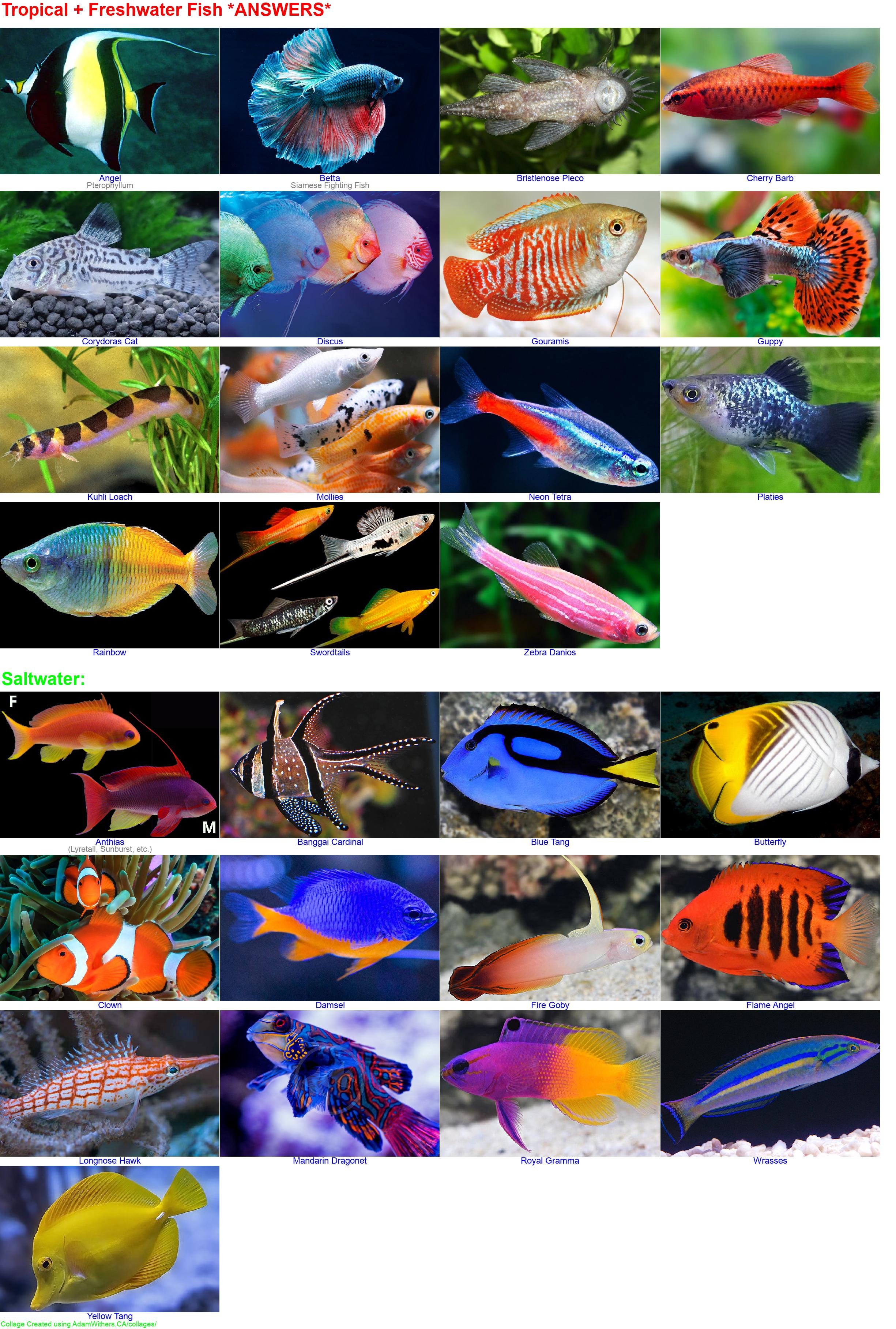 CollageF: /images/collages/guessAnswerFish.jpg