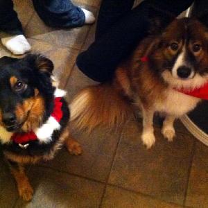 Bosco Christmas Dogs