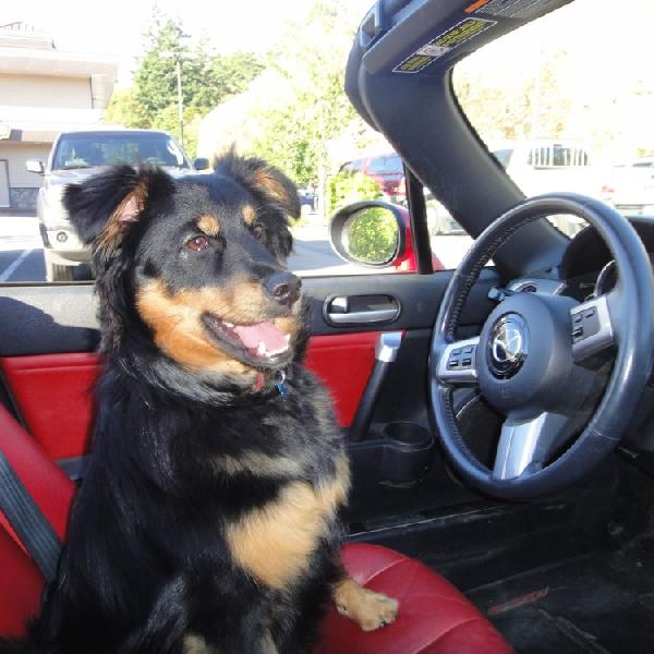 Bosco Driving Dads Miata