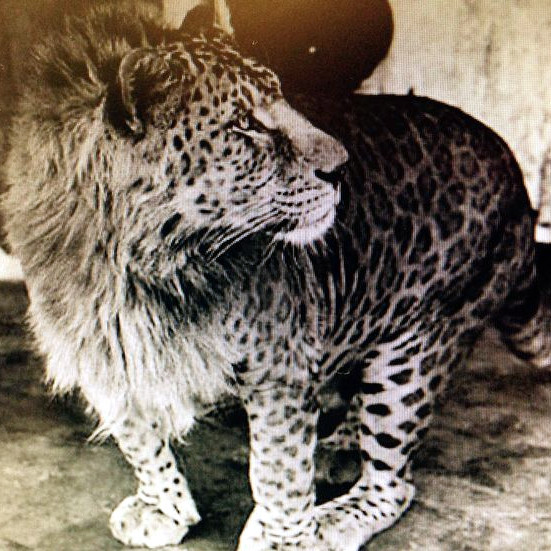A:/themes/public/images/collages/misc/animals/Leopon.jpg
